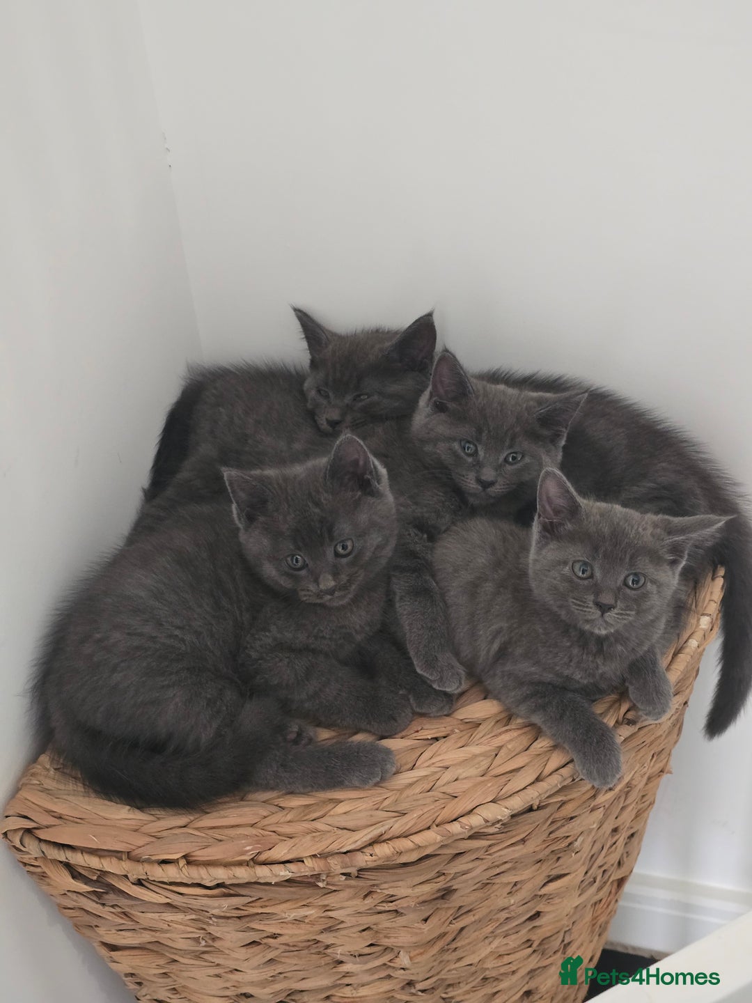 Maine Coon cats for sale: Stunning mainecoon/bsh kittens - Image 5