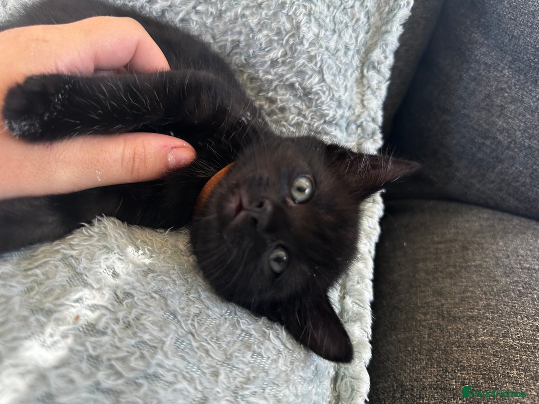 Mixed Breed cats for sale: Kittens for sale  - Image 9