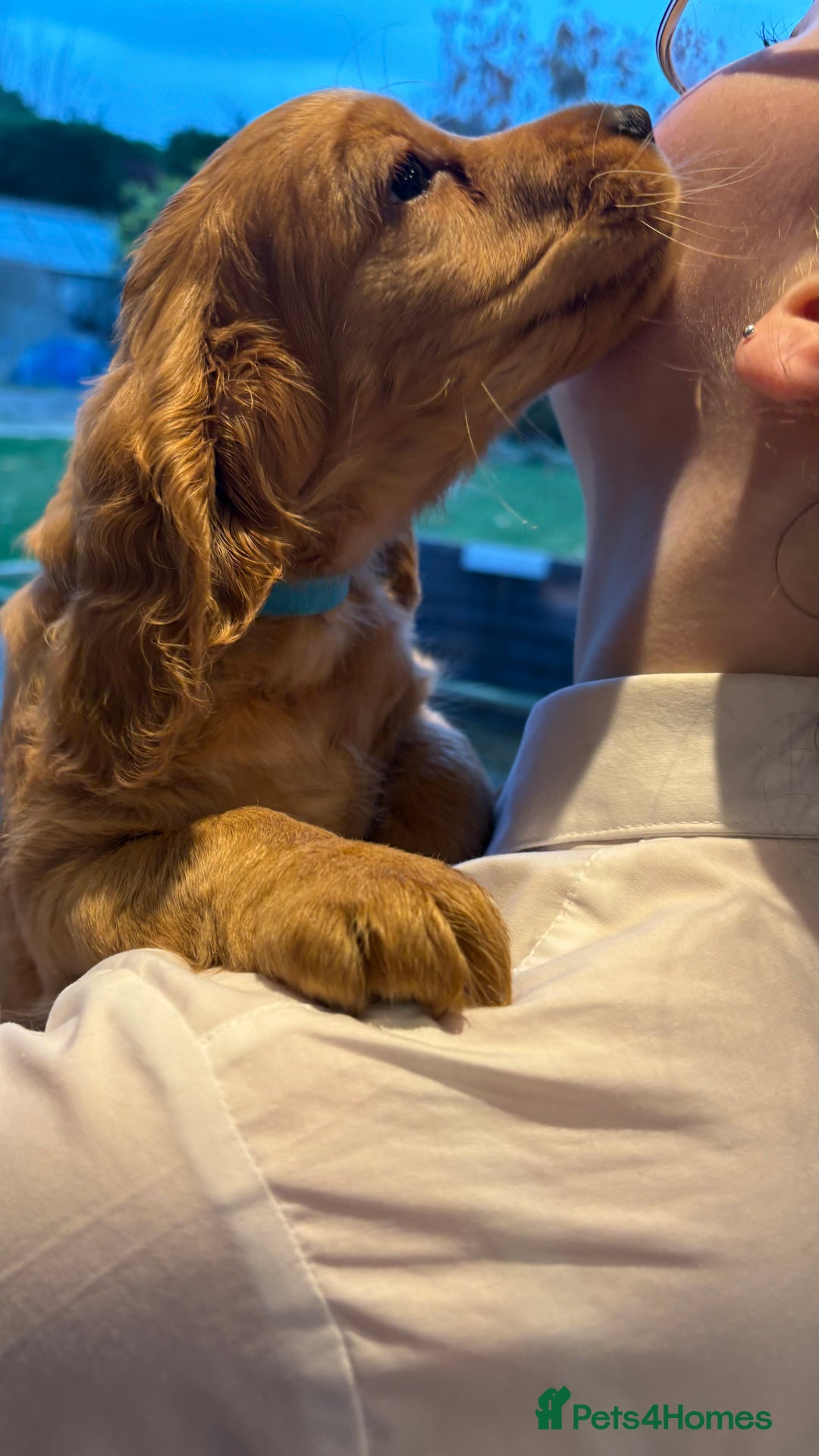 Cockapoo dogs for sale: Last Cockapoo boy  - Advert 2