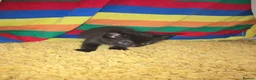 Mixed Breed cats for sale: Female Kittens for sale  - Advert 6