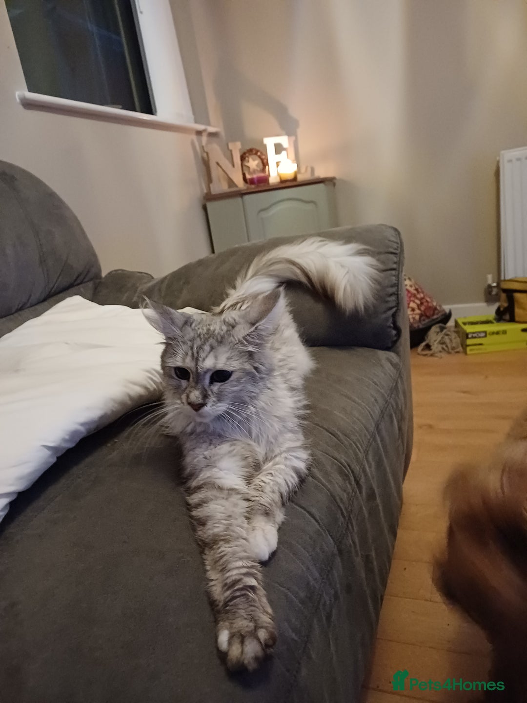 Maine Coon cats for sale: Maine Coon female  - Advert 11