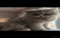 British Longhair cats for sale: British long hair  - Advert 11