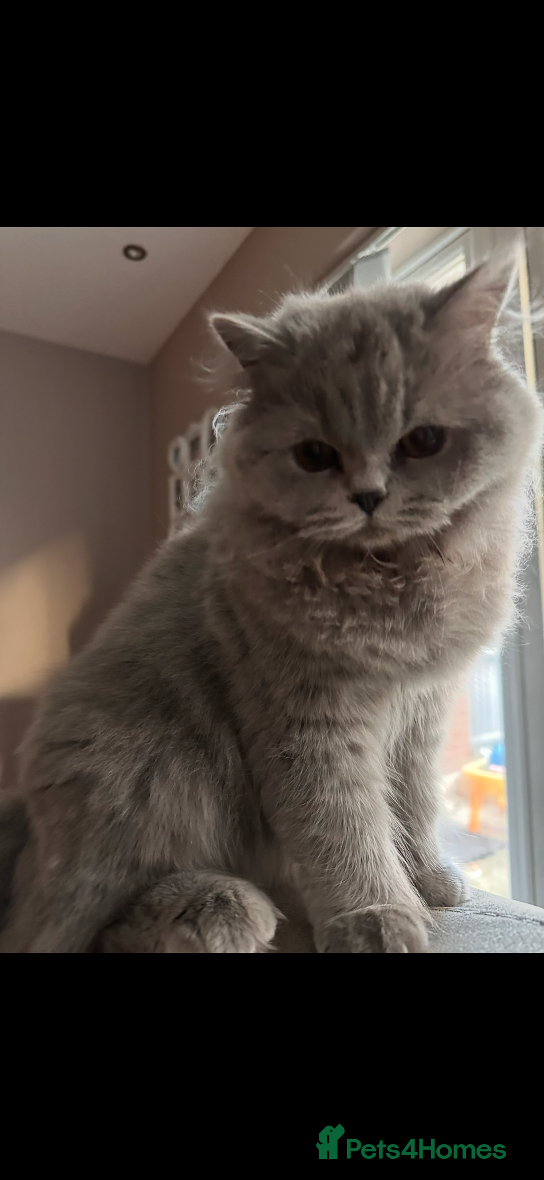 British Longhair cats for sale: British long hair  - Advert 11