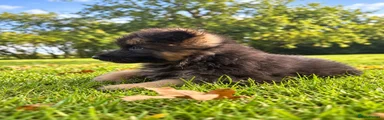 German Shepherd 2