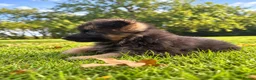 German Shepherd dogs for sale: World class German Shepherds - Advert 6