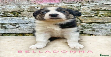 Border Collie dogs in London - Advert 4