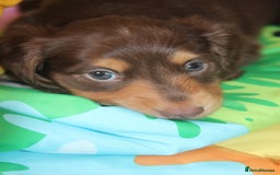 Miniature Dachshund dogs for sale: Top quality long haired miniature dachshunds - Image 7