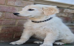 Golden Retriever dogs for sale: Golden retriever  - Image 15