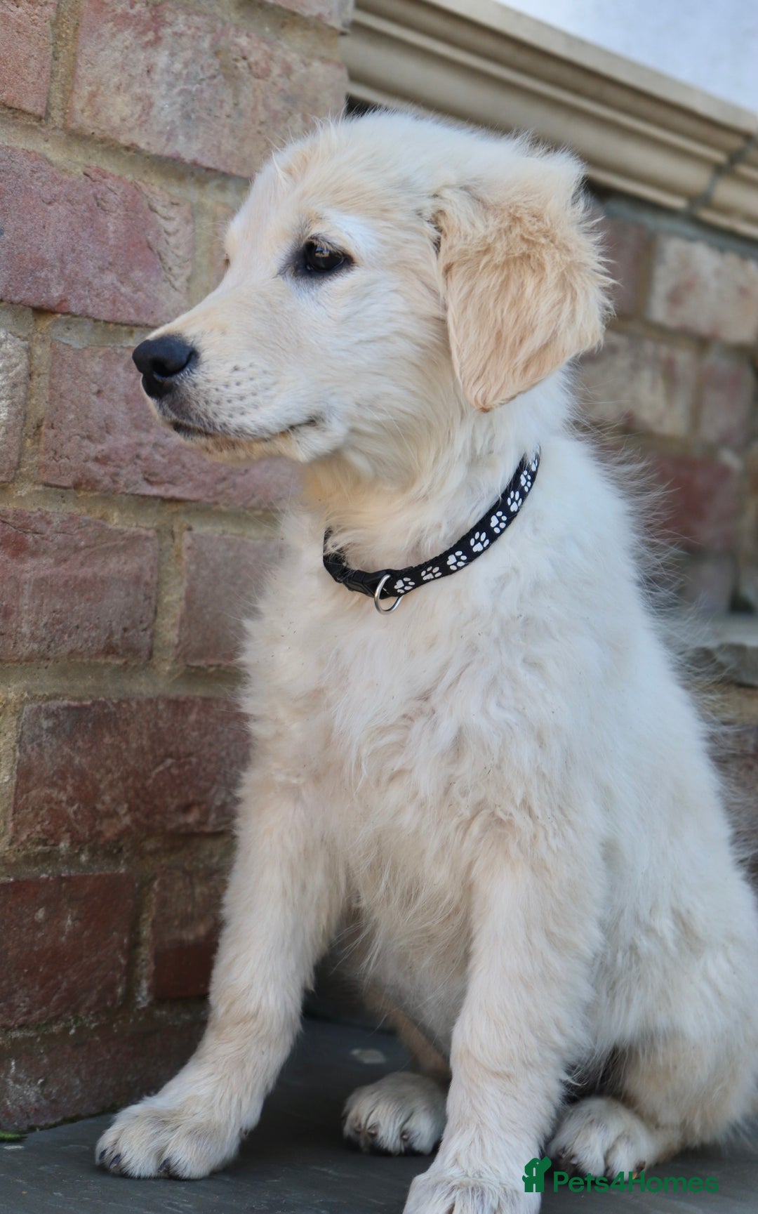 Golden Retriever dogs for sale: Golden retriever  - Image 15