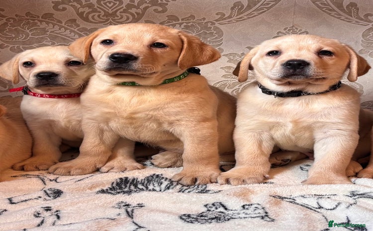 Labrador Retriever dogs - Advert 9