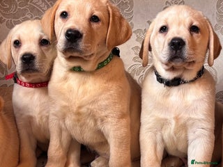 Labrador Retriever dogs Traditional english show type labrador puppies - Advert 10