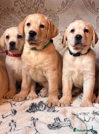 Labrador Retriever dogs - Advert 9