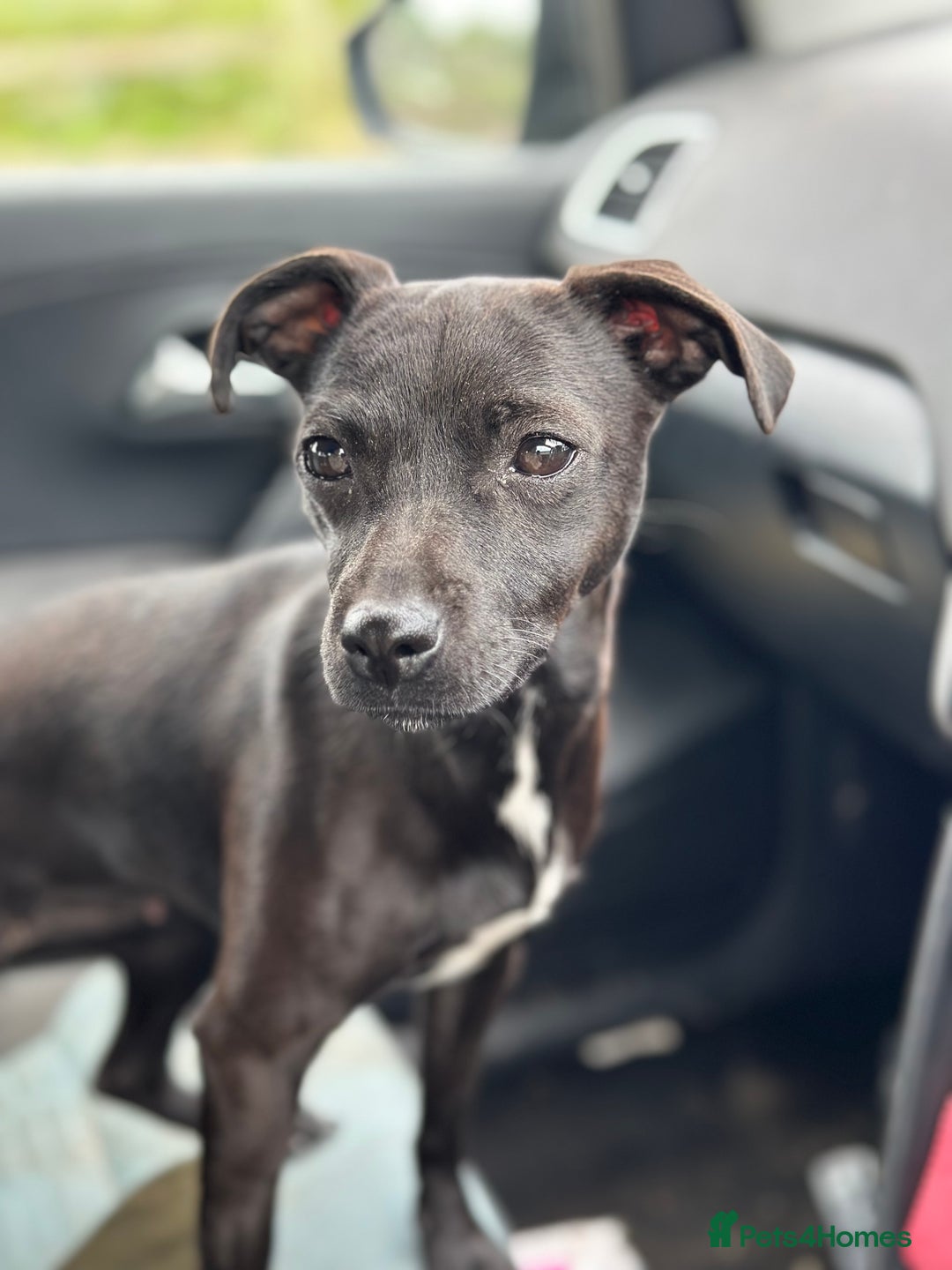 Patterjack dogs for sale: Gorgeous red patterjack boy puppy  - Advert 1