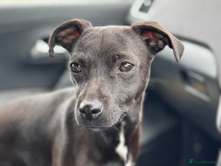 Patterjack dogs Gorgeous red patterjack boy puppy - Advert 1
