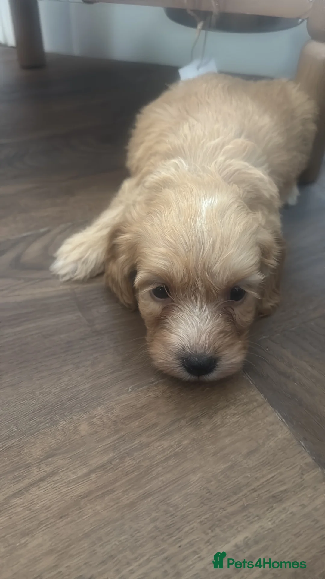Maltipoo dogs for sale: Maltipoo in Newcastle upon Tyne - Advert 1