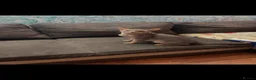 Abyssinian cats for sale: Blue Abyssinian Boy looking for a New home  - Advert 4