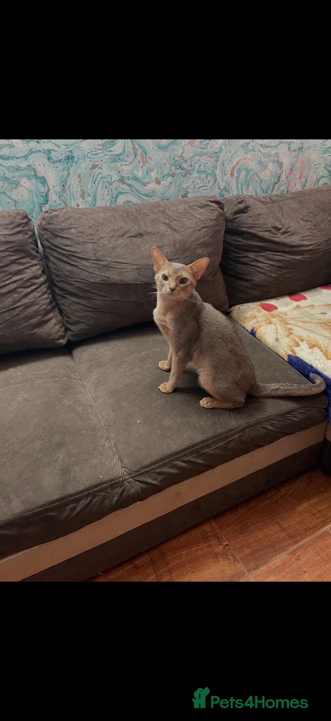Abyssinian cats for sale: Blue Abyssinian Boy looking for a New home  - Advert 4