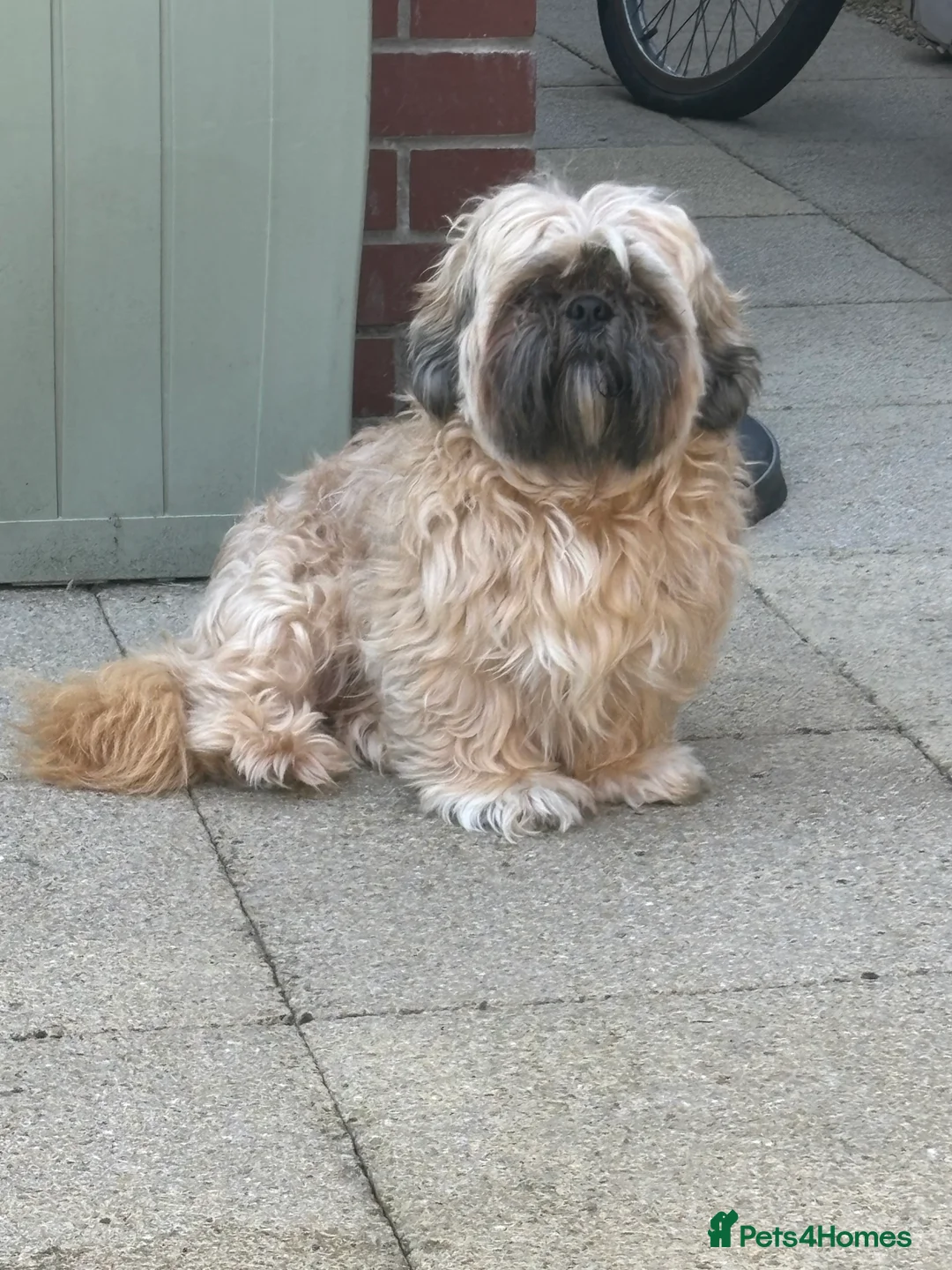 Shih Tzu dogs for stud: Male dog - Advert 3