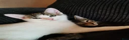 Mixed Breed cats for sale: 2 male kittens 1 black & 1 white  - Advert 2