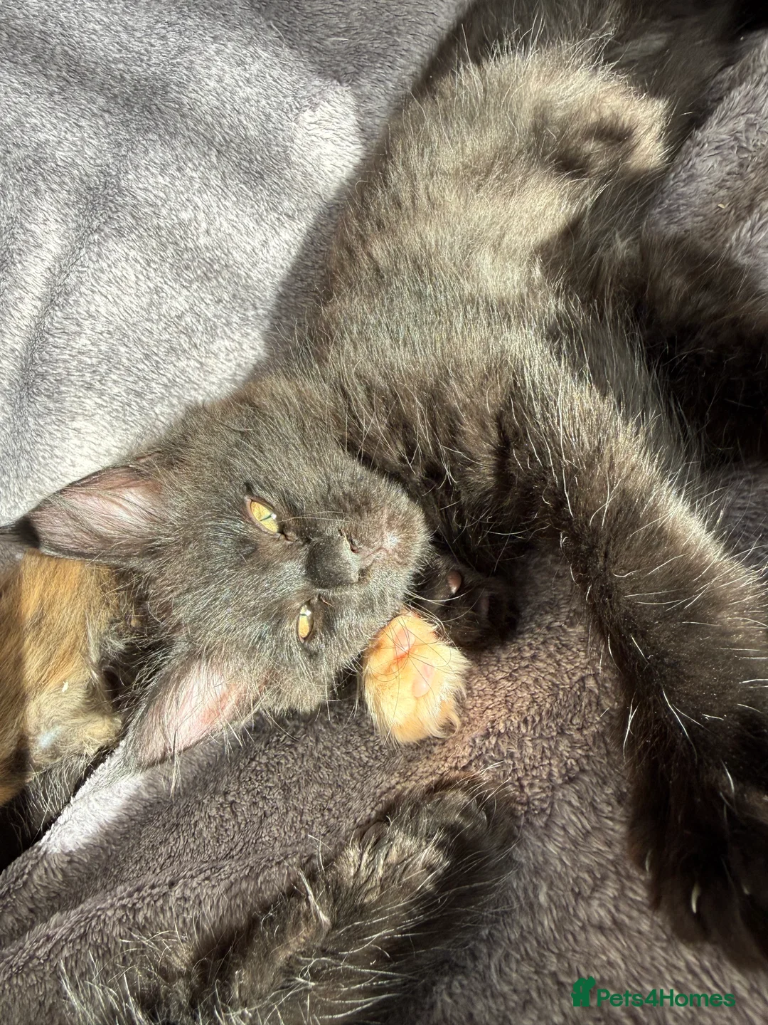 Maine Coon cats for sale: Beautiful Maine Coon Kittens - Advert 23