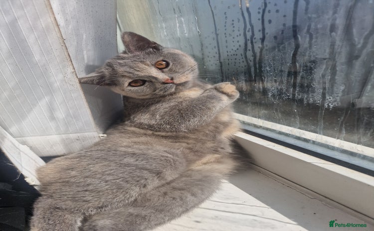 British Shorthair cats - Advert 4