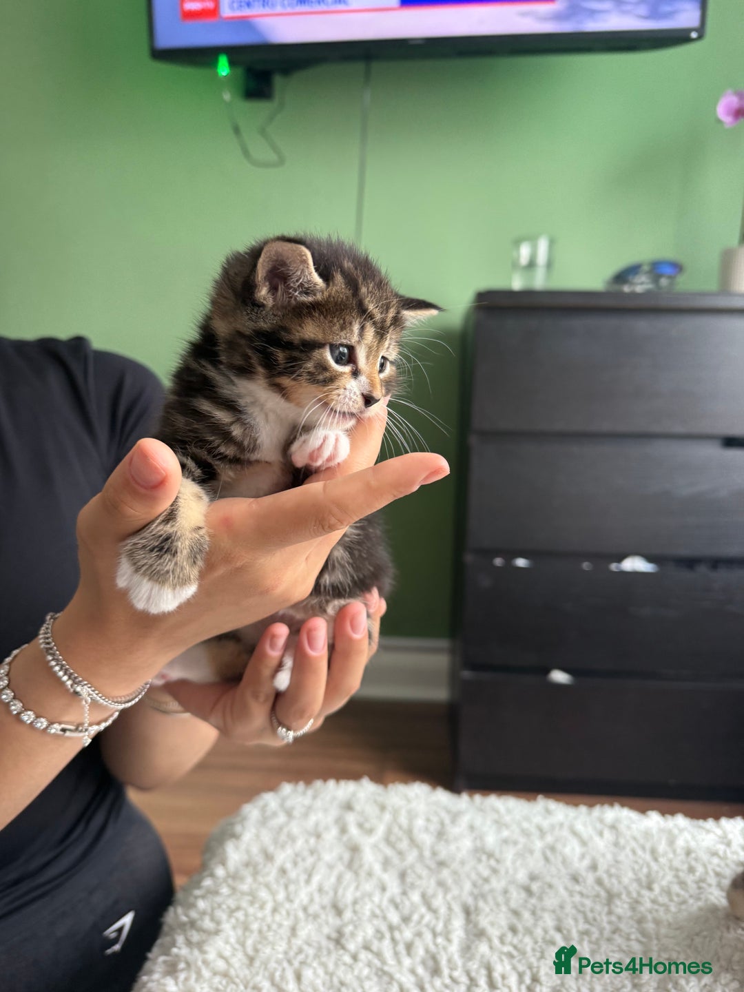 European cats for sale: Kittens For Sale - Image 3