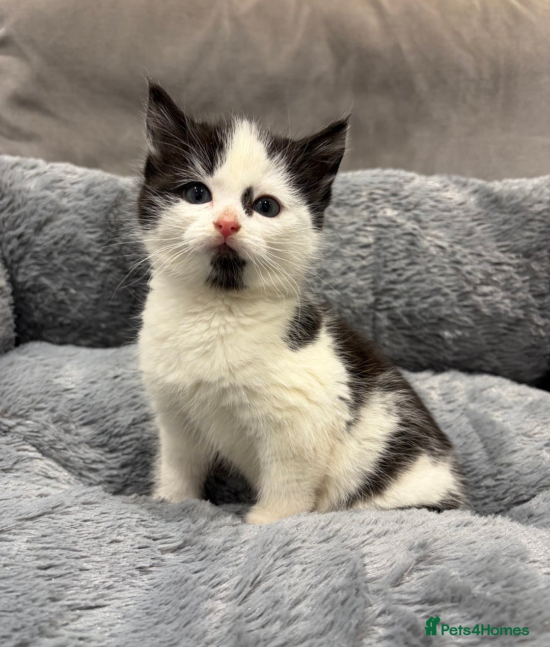 Mixed Breed cats for sale: Beautiful domestic kittens - Advert 3