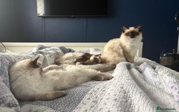 Ragdoll cats for sale: 5 beautiful Ragdoll kittens- 6 months old - Image 11