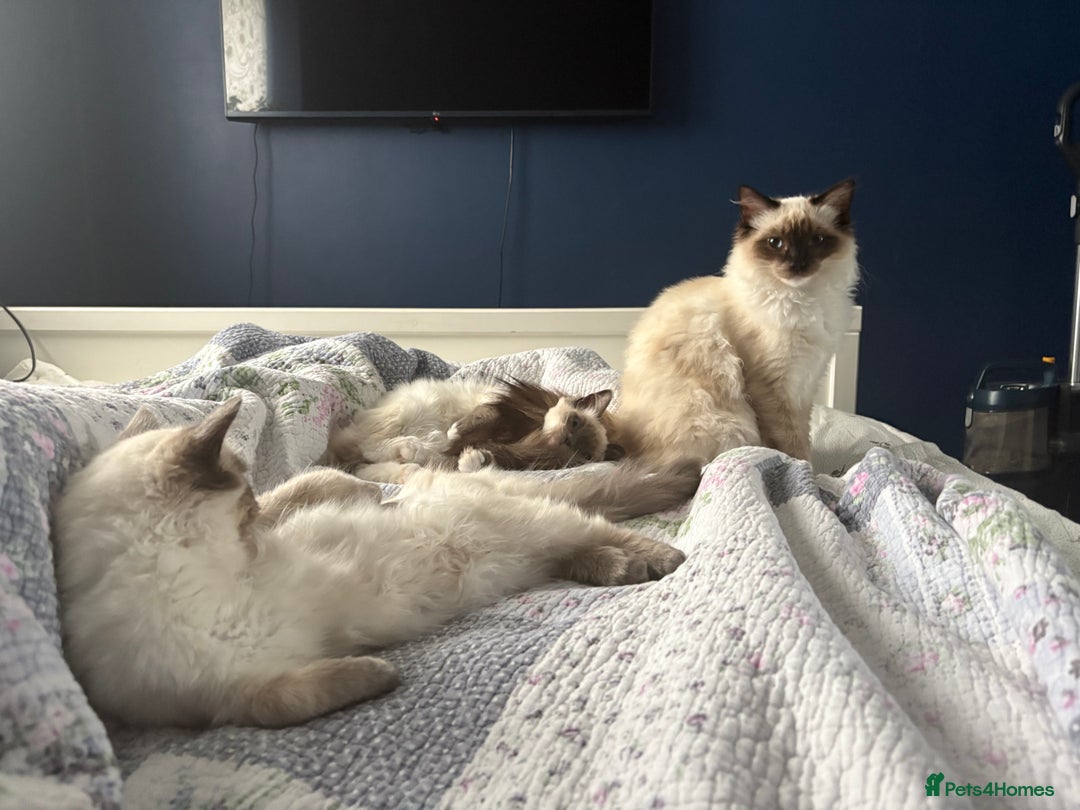 Ragdoll cats for sale: 5 beautiful Ragdoll kittens- 6 months old - Image 11