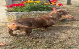 Dachshund dogs for sale: Beautiful Dachshunds READY TO LEAVE  - Image 8