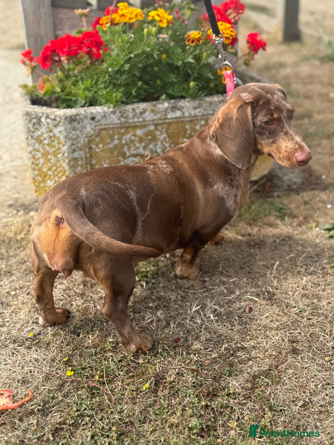 Dachshund dogs for sale: Beautiful Dachshunds READY TO LEAVE  - Image 8