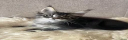 Maine Coon cats for sale: ⭐️Beautiful Maine Coon Kittens⭐️ - Advert 7