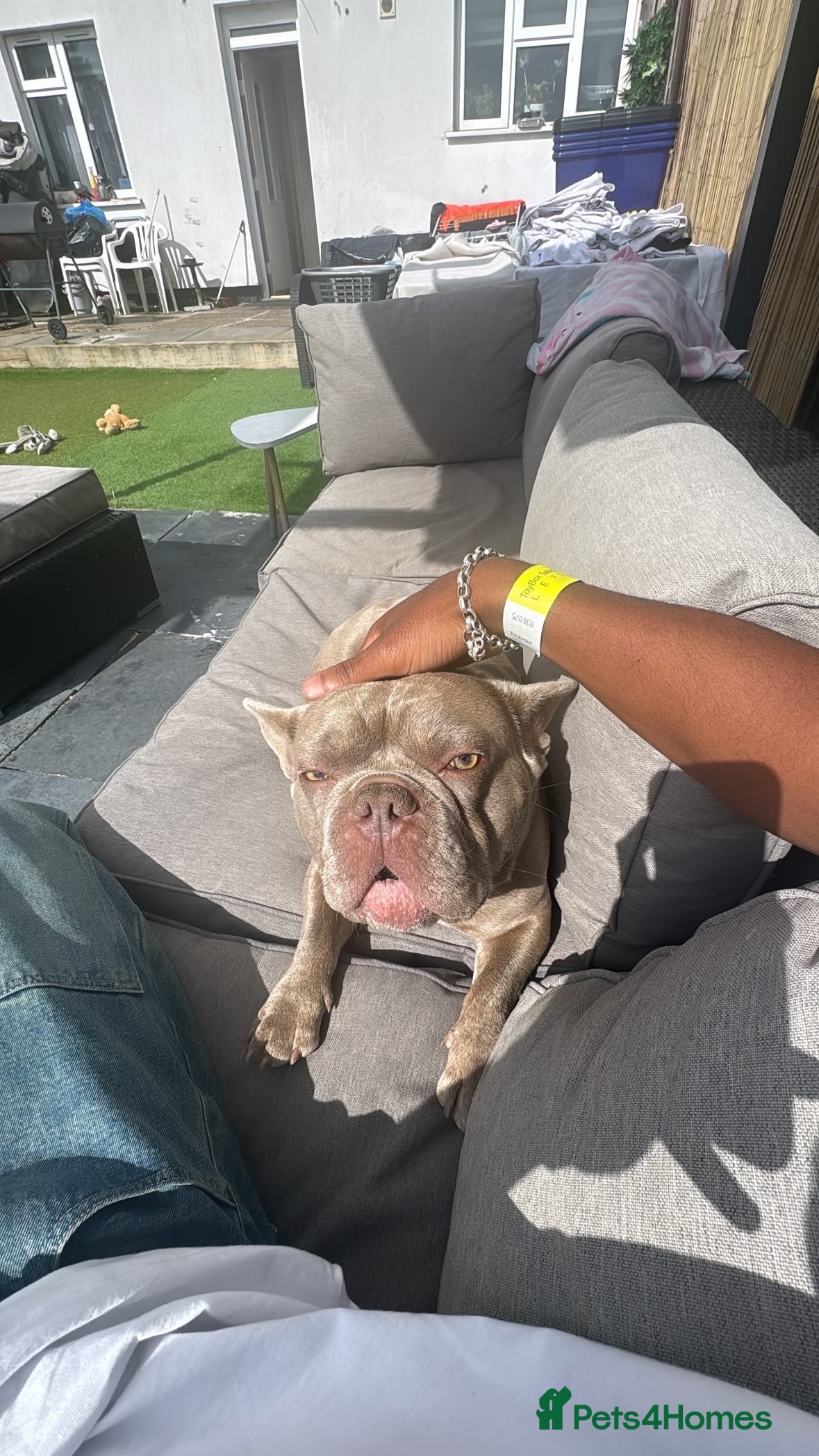 French Bulldog dogs PETER PAN STUD - Advert 2