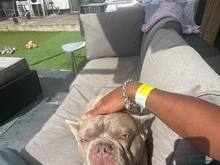 French Bulldog dogs PETER PAN STUD - Advert 2