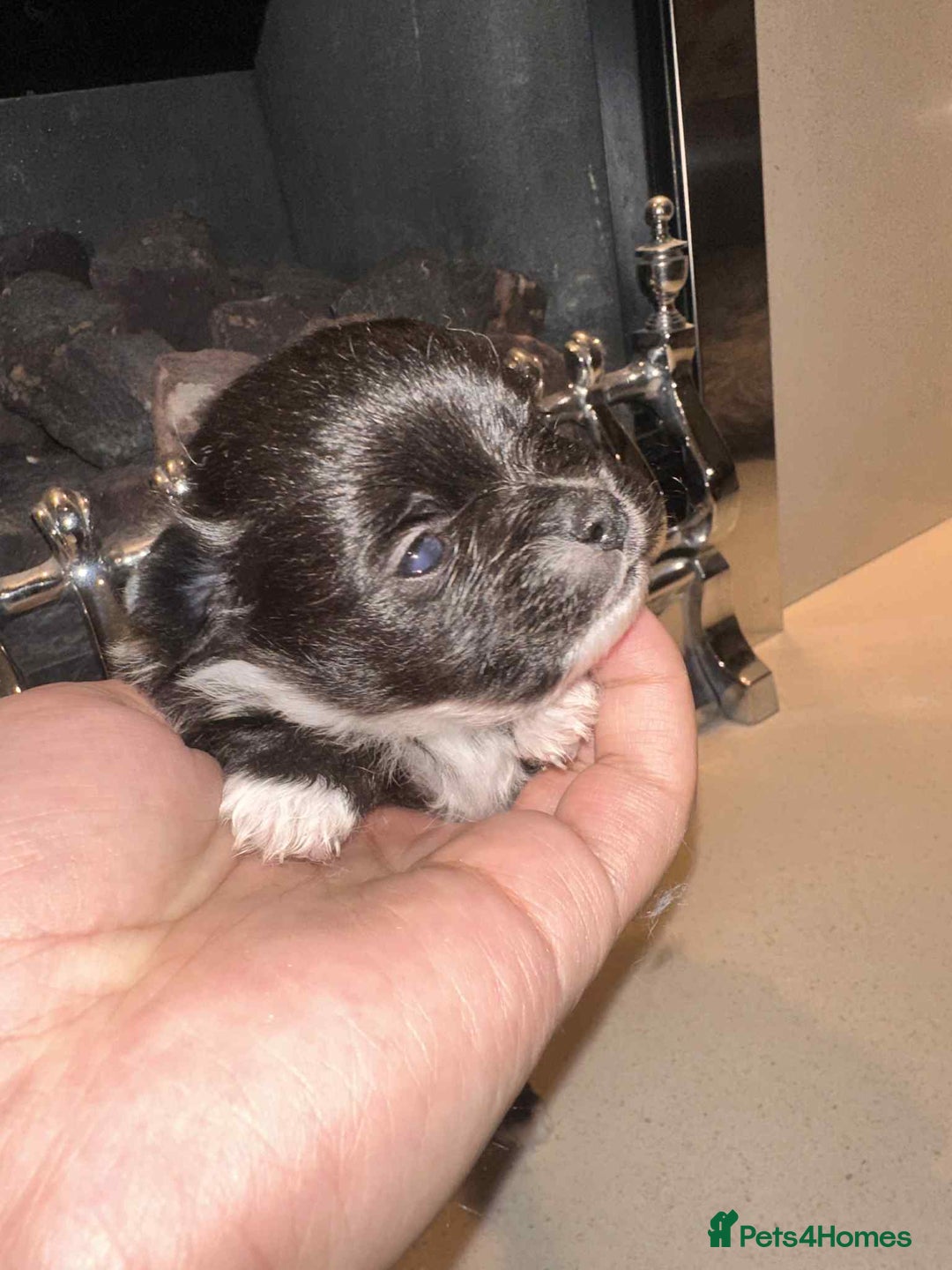 Pomeranian dogs for sale: Champion bloodline Pomeranian puppies  - Image 11