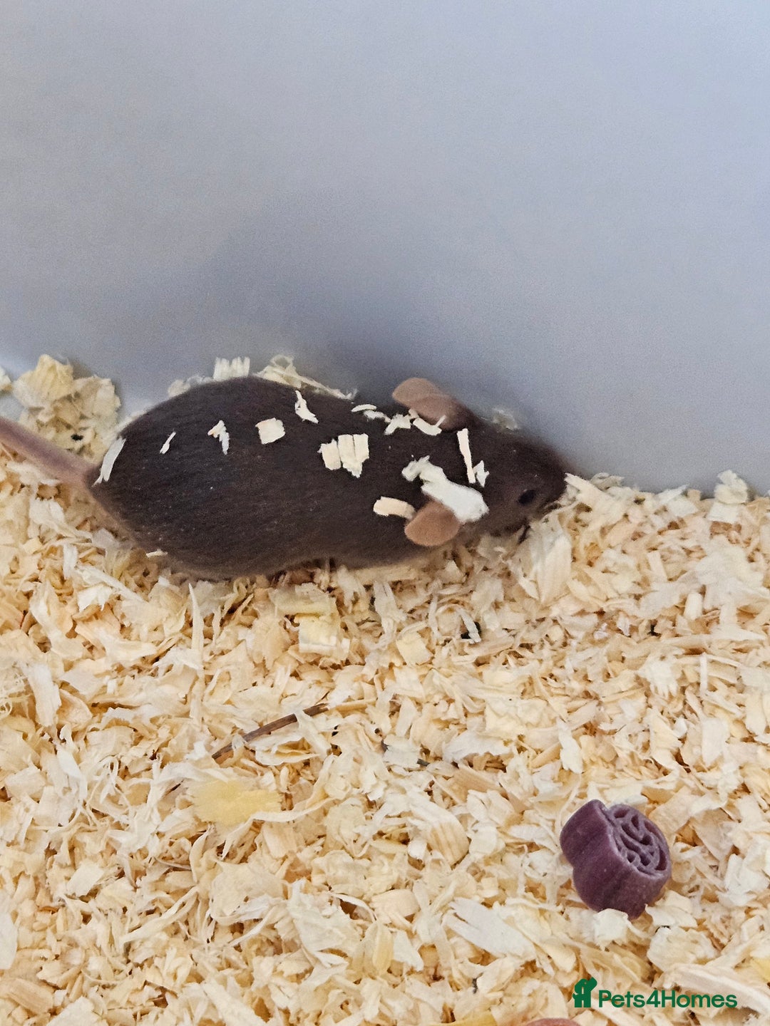 Mouse rodents for sale: Fancy mice  - Advert 4