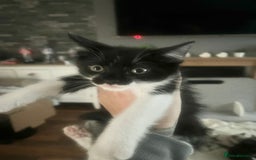 Mixed Breed cats for sale: Kittens  - Image 11
