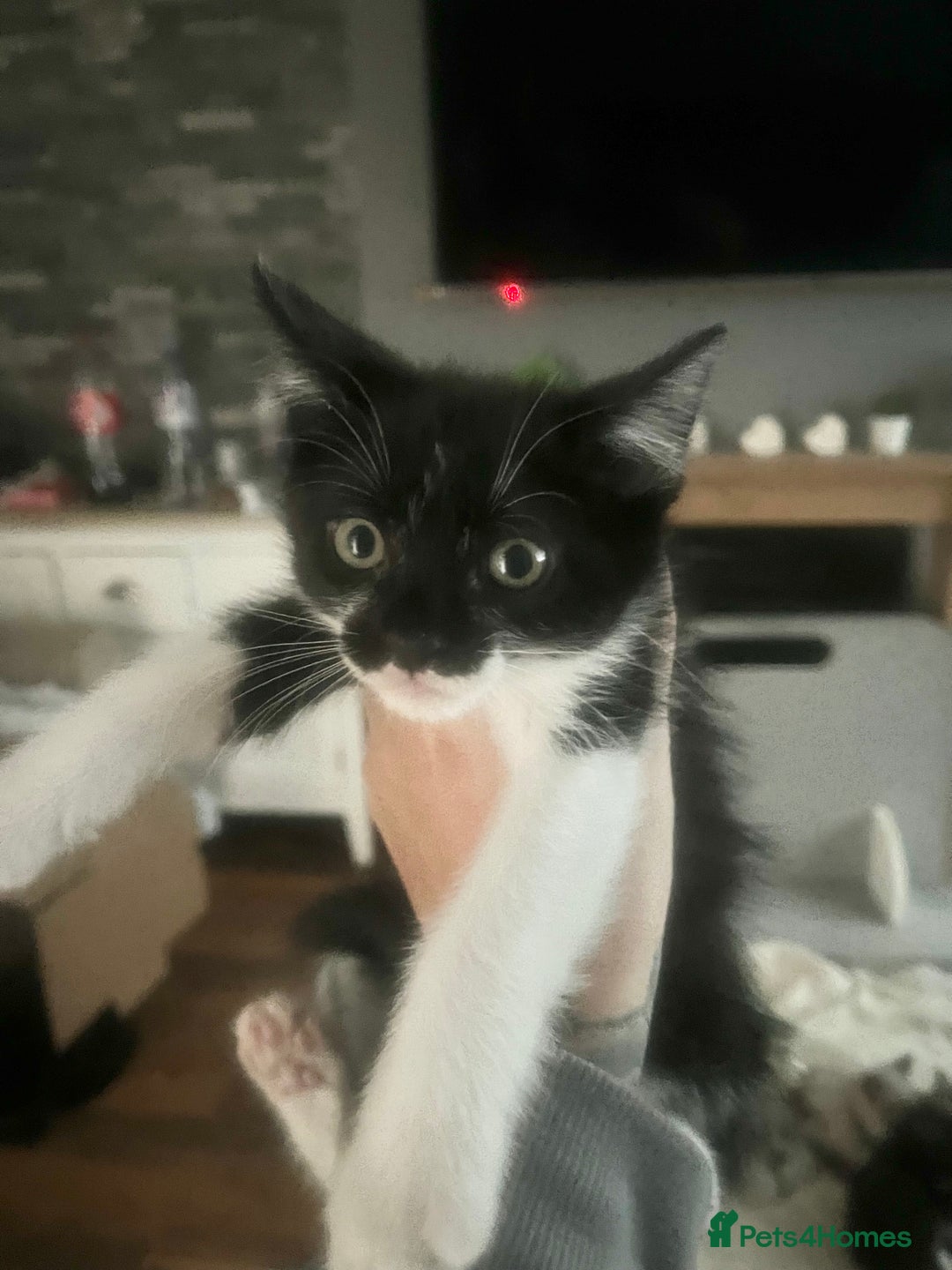 Mixed Breed cats for sale: Kittens  - Image 11