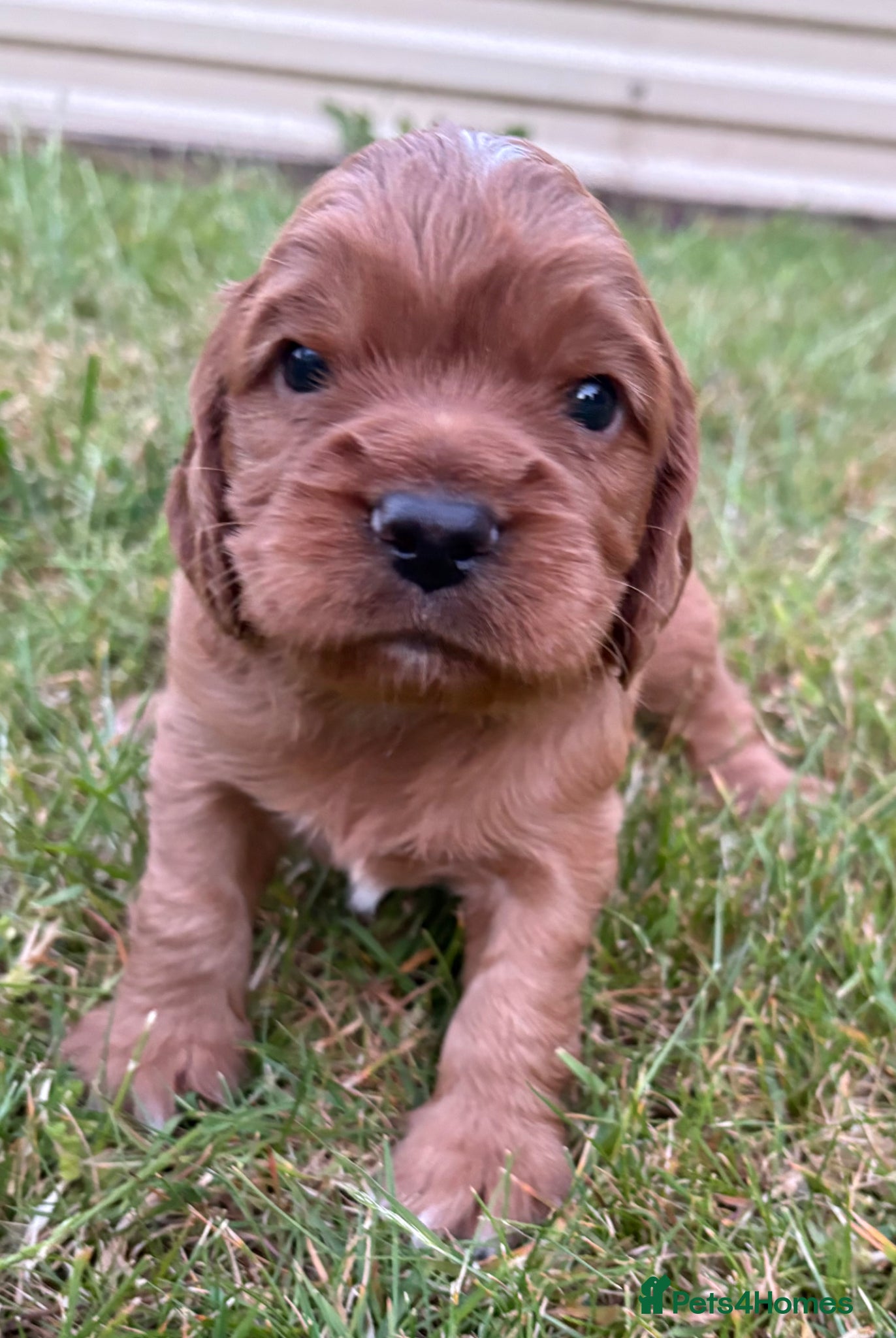 Cocker Spaniel dogs KC Reg Working Cocker Spaniel Puppies – Ready Soon - Advert 2