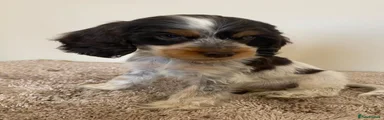 Cocker Spaniel 6