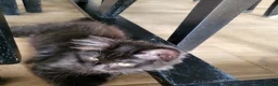 Mixed Breed cats for sale: Beautiful Maine Coon x Ragdoll Kittens for Sale - Advert 6