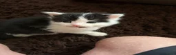 Mixed Breed cats for sale: Beautiful Kittens for forever homes  - Advert 8
