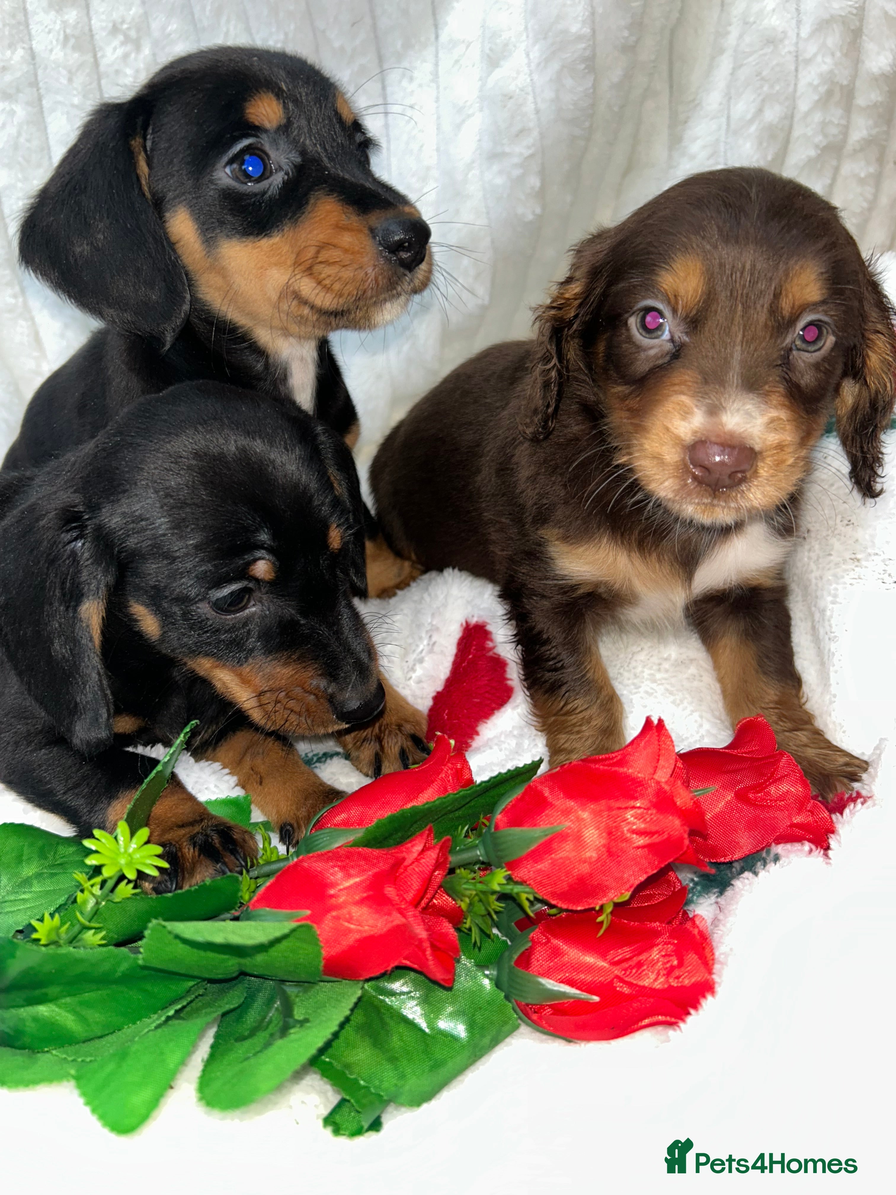 Miniature Dachshund dogs Miniature dachshund  - Advert 18