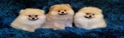 Pomeranian dogs for sale: Stunning KC Pomeranian Puppies for sale - Advert 14