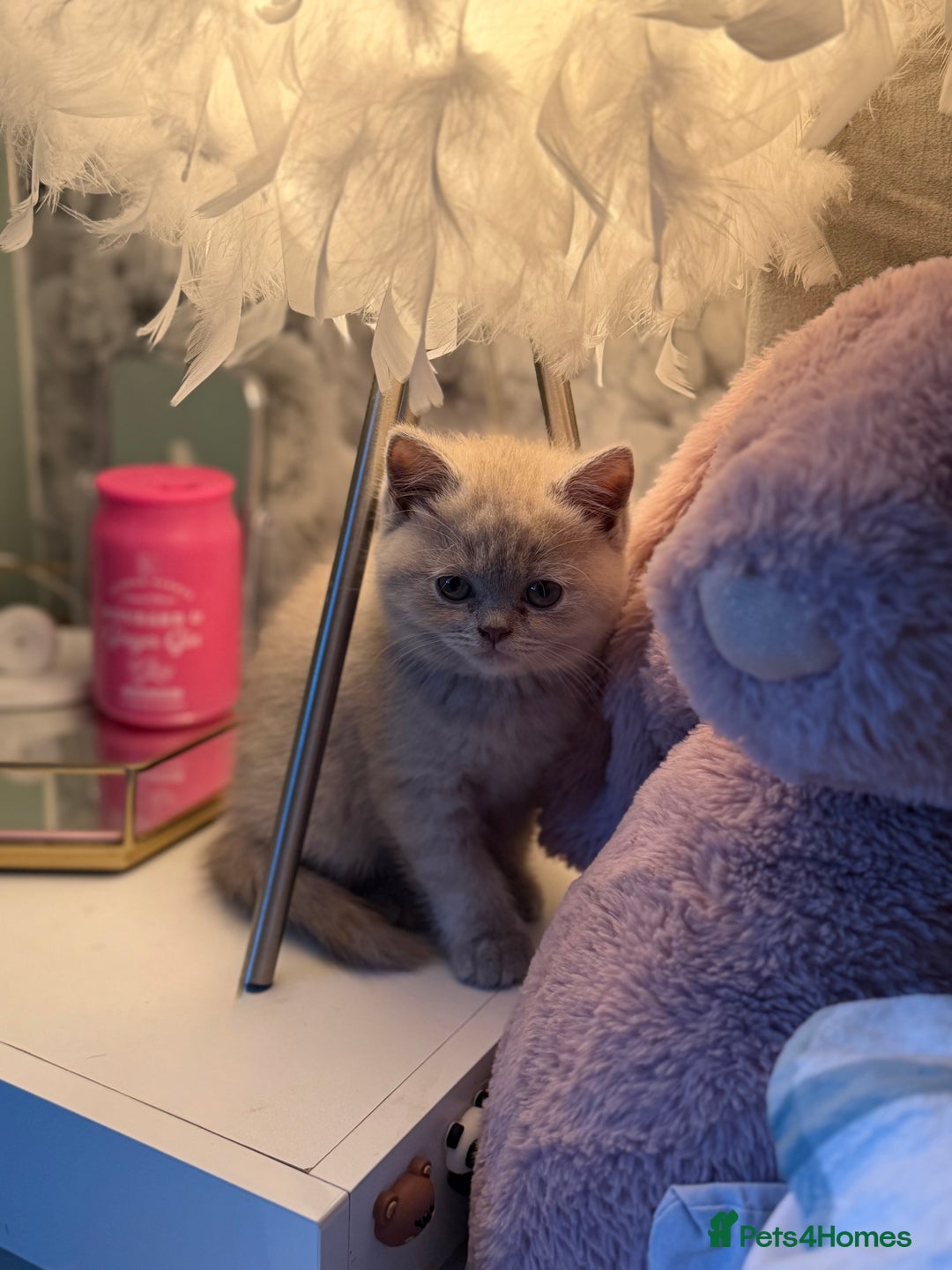 British Shorthair cats for sale: 3 Plush British shorthair kittens ❤️ - Advert 19