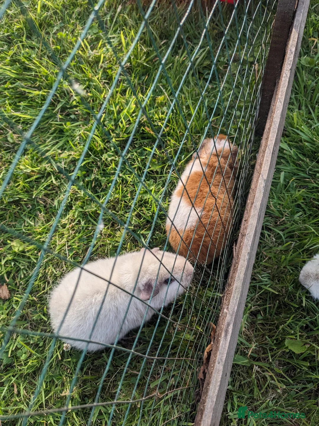 Guinea Pig rodents for sale: Teddy guinea pigs for rehoming  - Advert 2