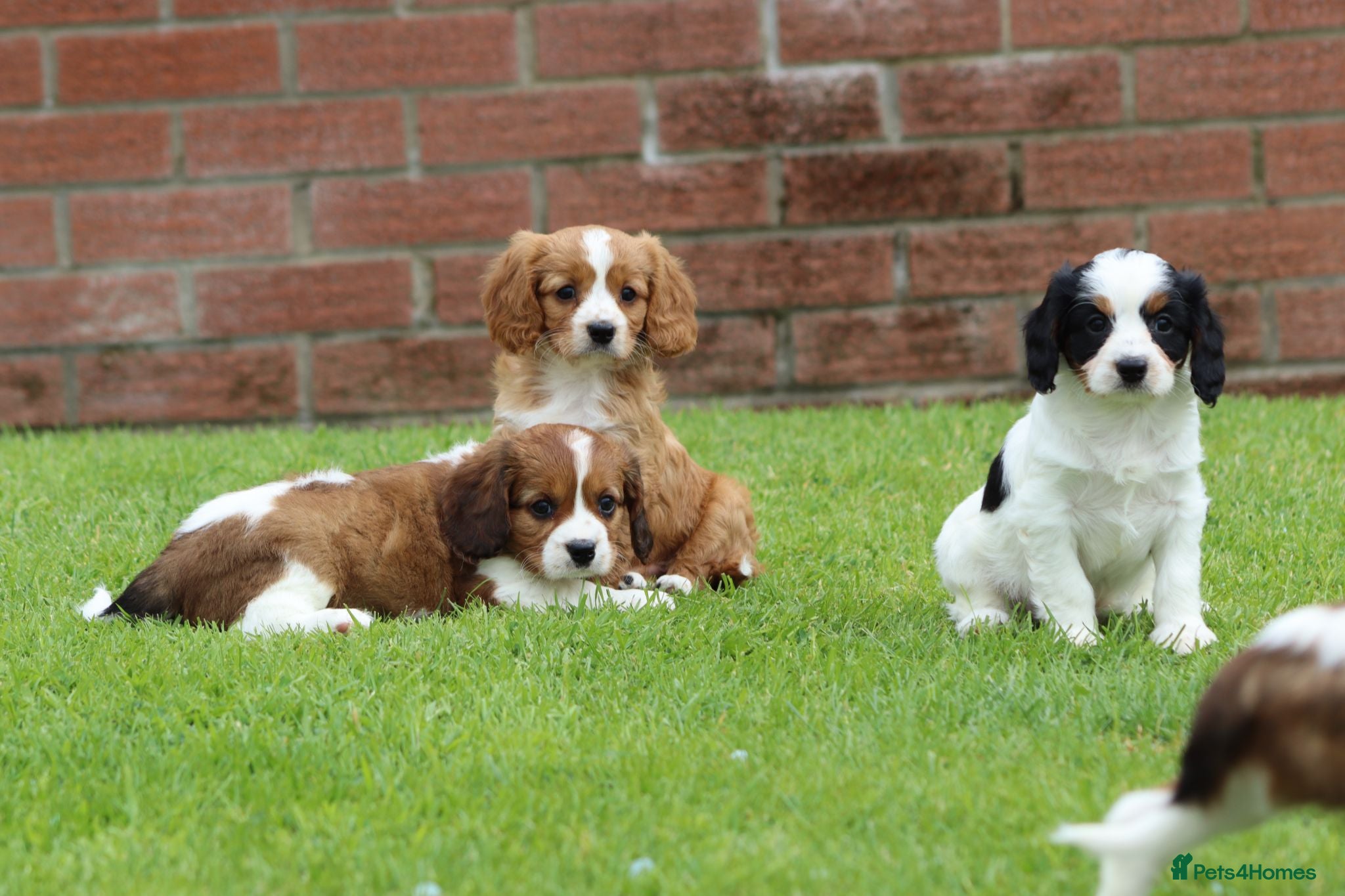Cavapoo dogs Beautiful Cavapoo puppies for sale - Advert 1