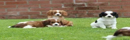 Cavapoo dogs for sale: Beautiful Cavapoo puppies for sale - Advert 1