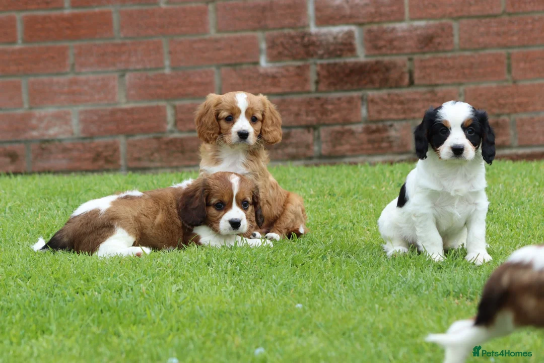 Cavapoo dogs for sale: Beautiful Cavapoo puppies for sale - Advert 1