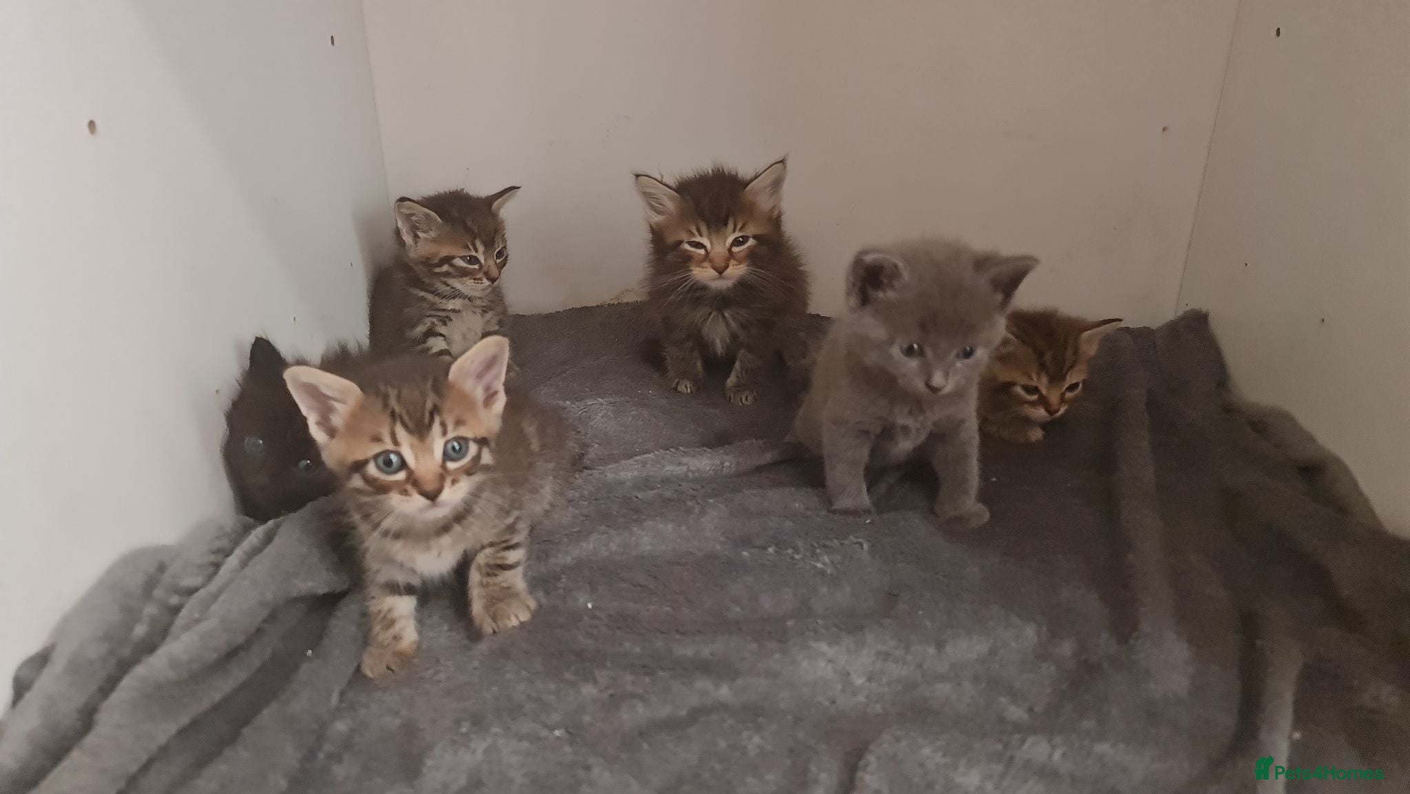 Mixed Breed cats Kittens for sale  - Advert 2